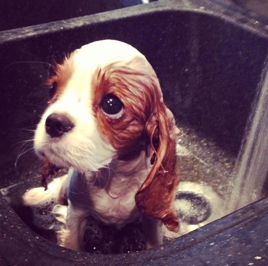 Vampire 5th edition pre-alpha Sad-Puppy-Eyes-Strike-Empathy-Into-Your-Heart-During-Bath-Time