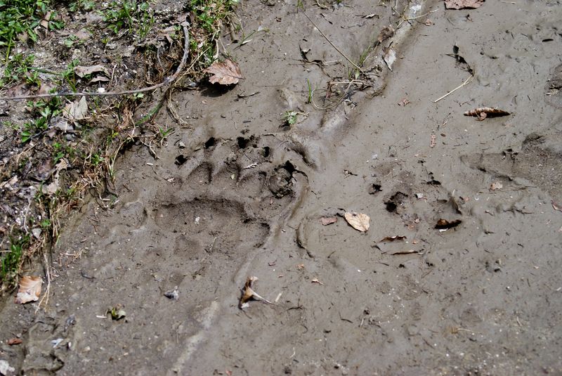 Suivre les traces des ours et surtout de leurs griffes M-002-1