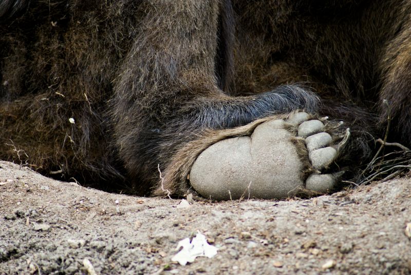 Suivre les traces des ours et surtout de leurs griffes M-002-3