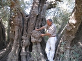 اقدم زيتونه في العالم في فلسطين 000000000000000000 ادخل وشوف  Zaitona2s