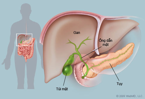 Đau Bao Tử Hay Đau Bụng Daubung_4