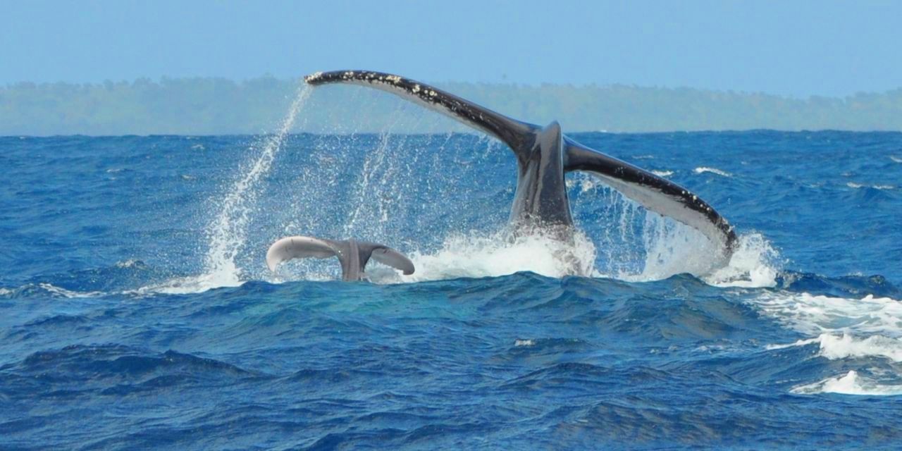 La Mer et les voiliers... - Page 16 Baleine-sainte-marie-2