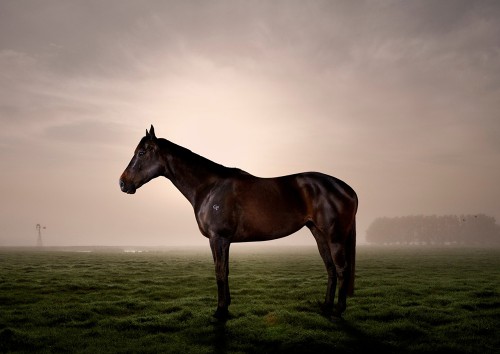 SHUT THE HELL UP ABOUT AUSTRALIA!!! - Page 24 A0135_BlackCaviar_023_A3-500x354