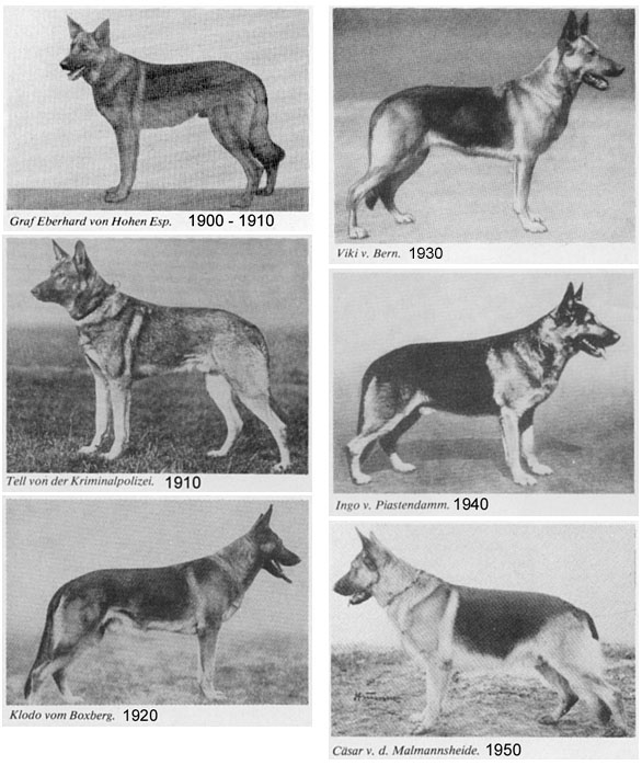 if all KC breeder or BYB bred better  GSD1