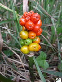 que suis je -Ajonc - 8 novembre trouvé par Martine  Fruit-a-gaines-jaunes-oranges-et-rouges-du-gouet-macule-Arum-sauvage-Arum-maculatum-