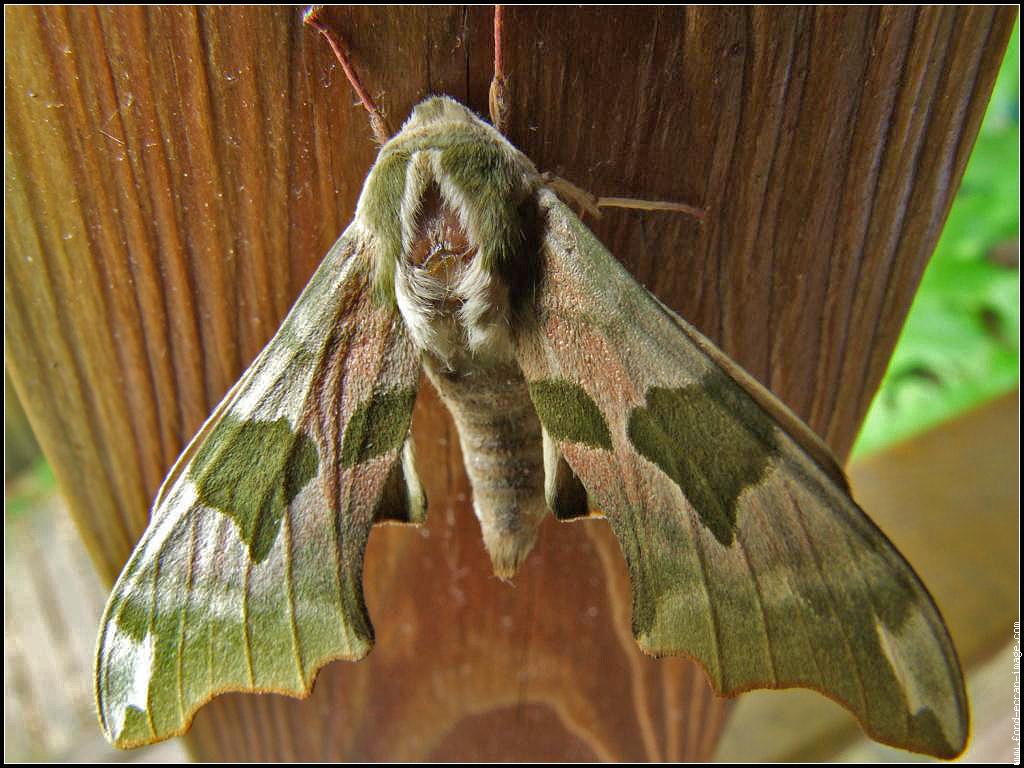 *** LAS MARIPOSAS DEL RINCON DE ENERI *** - Página 22 Dvggro65