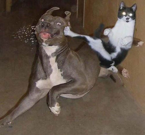 قطط تموت من الضحك CatVsDogFight