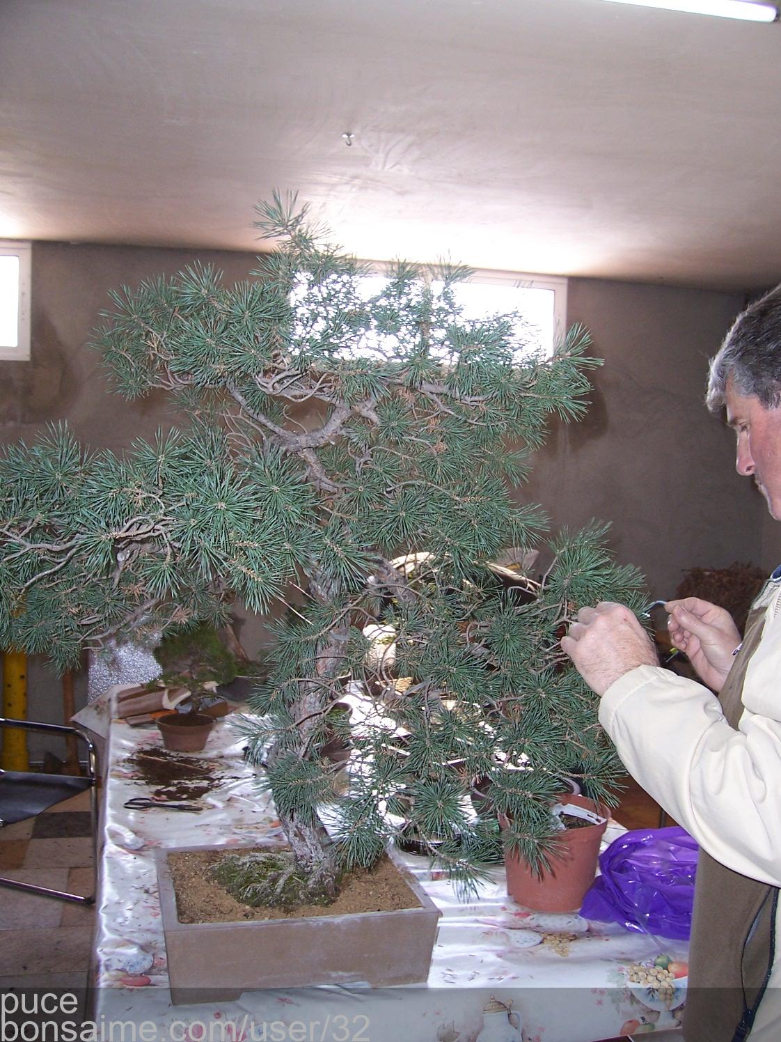 TALLER DE BONSAI. 7772