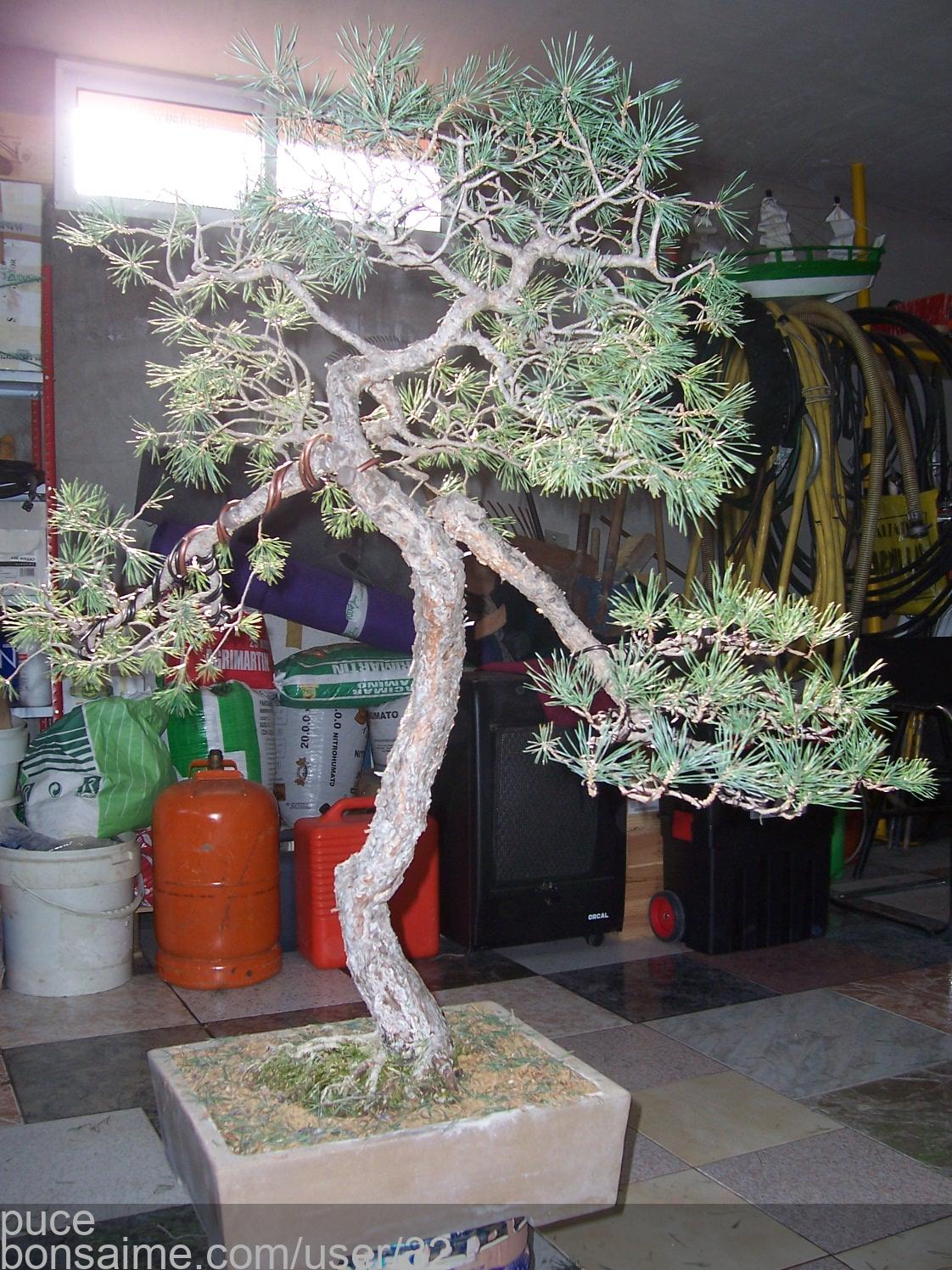 TALLER DE BONSAI. 7798