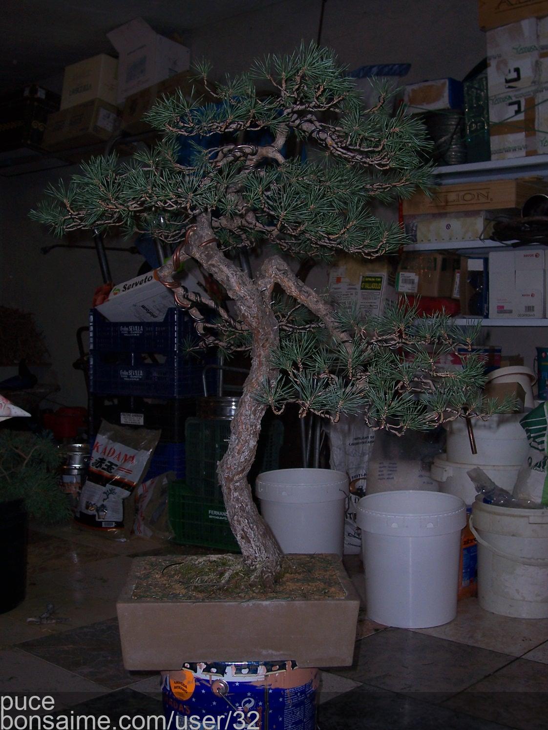 TALLER DE BONSAI. 7818