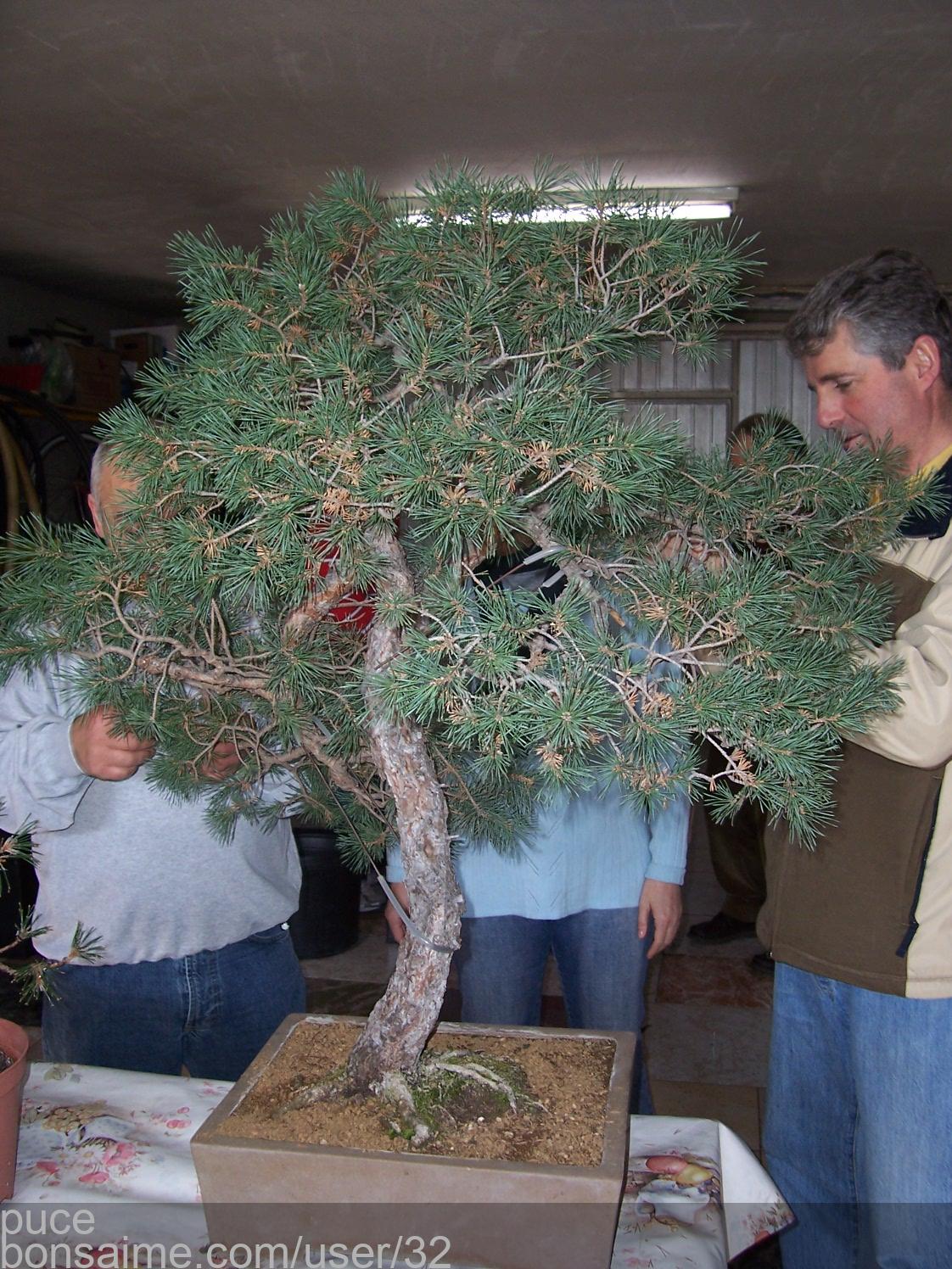 TALLER DE BONSAI. 7771