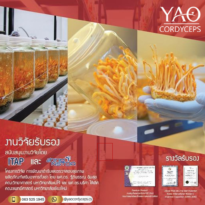 ถั่งเช่า YAO Cordyceps รับสมัครตัวแทนจำหน่าย ไม่สต๊อกสินค้า เสริมภูมิต้านทาน สร้างรายได้ กำไรสูง 45b27ff061ee949ef00a0022c781ab31