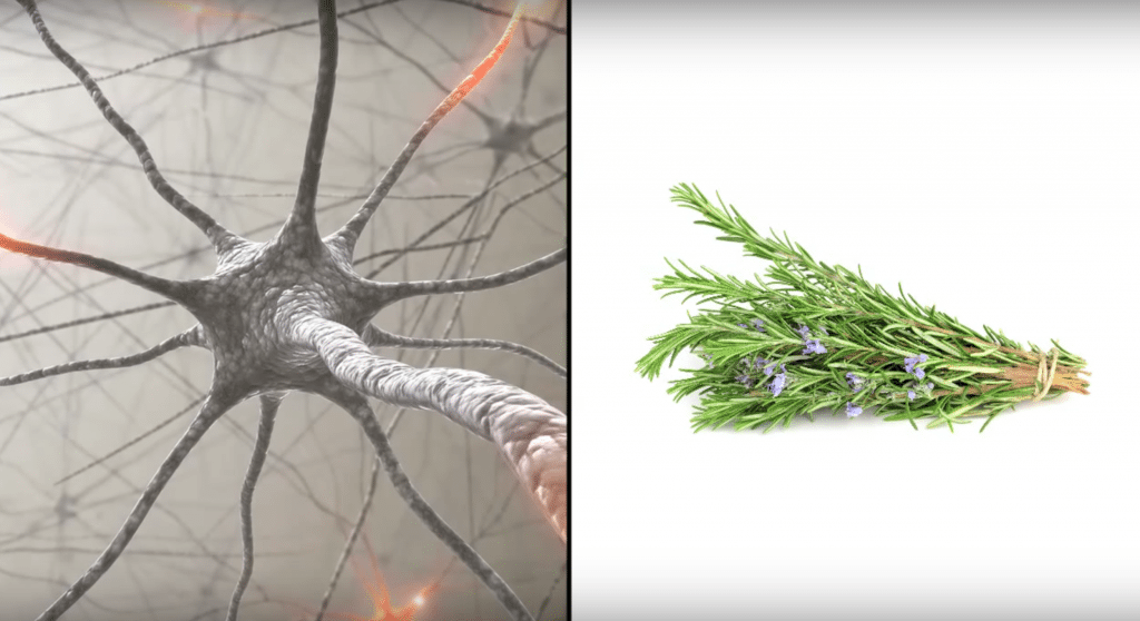 rosemary  memory loss - According to scientists, sniffing rosemary will improve your memory. Here’s how Screen-Shot-2016-11-10-at-10.51.11-PM-1024x558