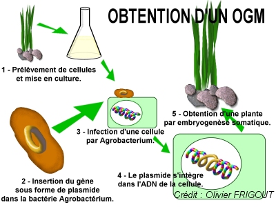 terre - Terre en danger ? Ogm1