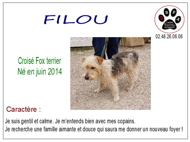 FILOU - x fox terrier 4 ans - SBPA à Marmagne (18) Filou