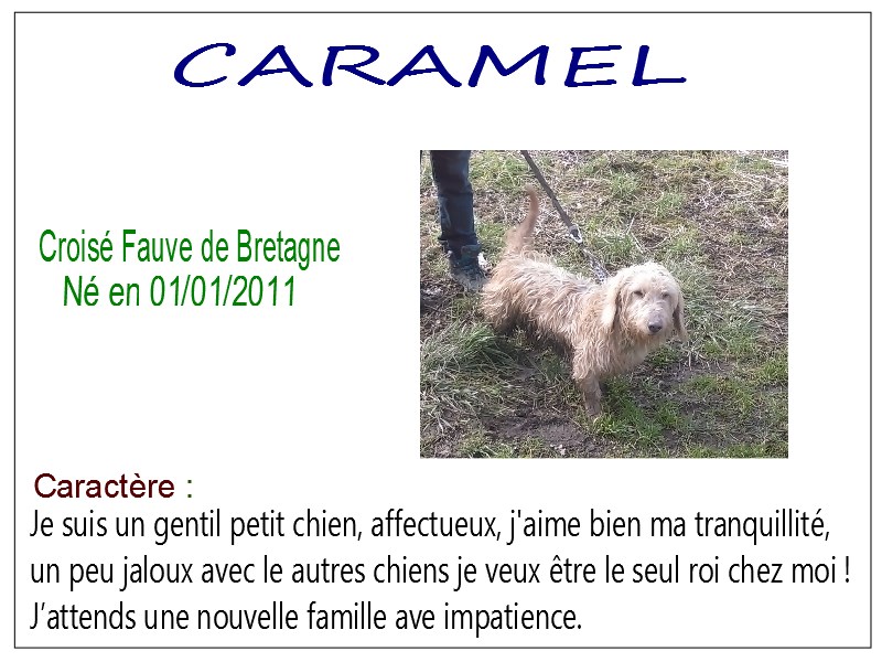 CARAMEL - x fauve de bretagne 4 ans - SBPA à Marmagne (18) Caramel