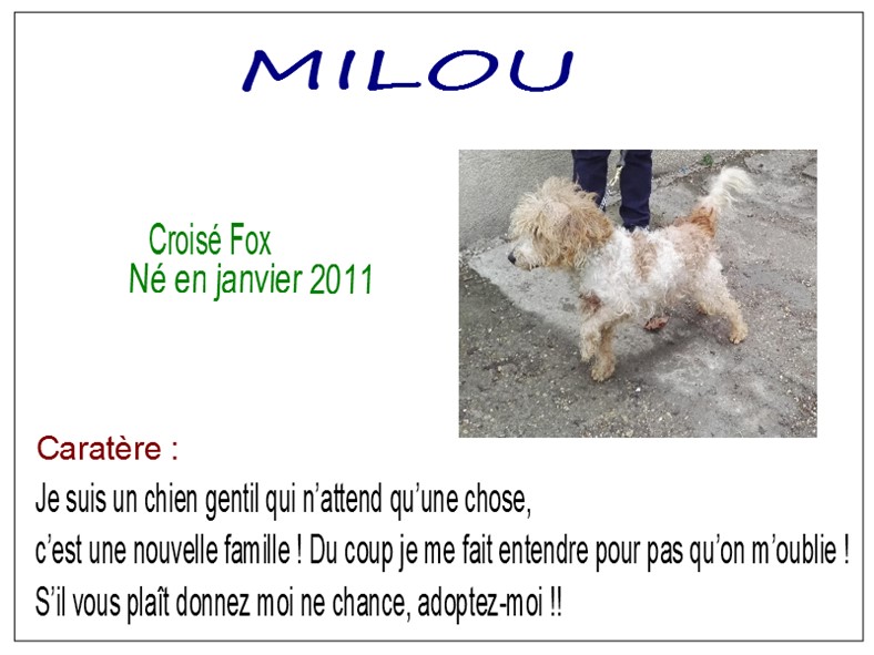 MILOU - x fox 7 ans - SBPA à Marmagne (18) Milou