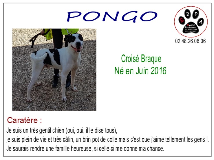 PONGO - x braque 2 ans - SBPA à Marmagne (18) Pongo