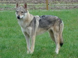 Chien loup tchécoslovaque