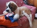 Saint Bernard