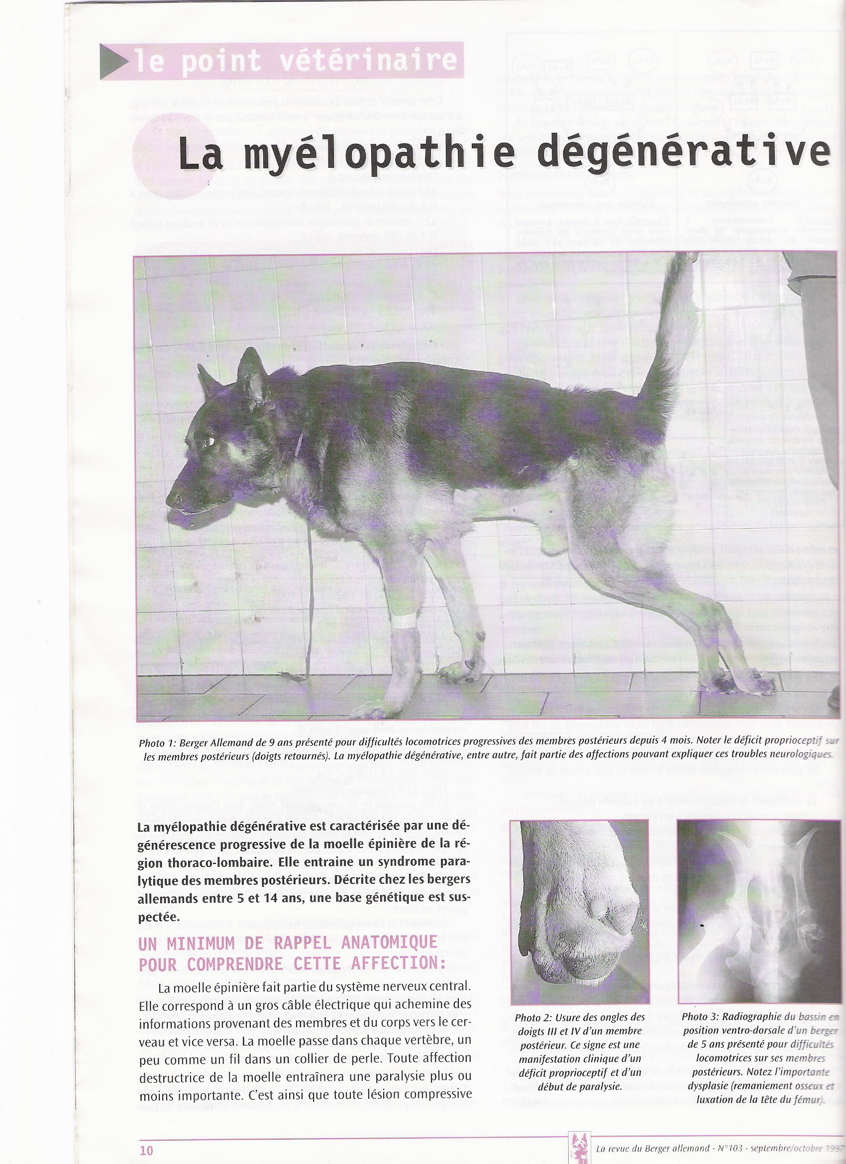 Myélopathie dégénérative du chien - dépistage - Infos ? Mielopathie1