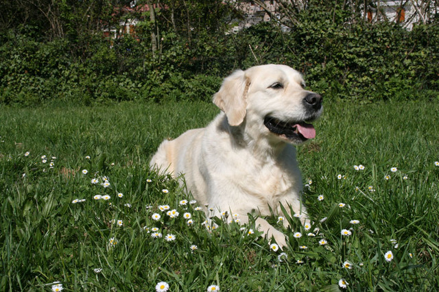 golden - Golden Retriever Golden-retriever-14