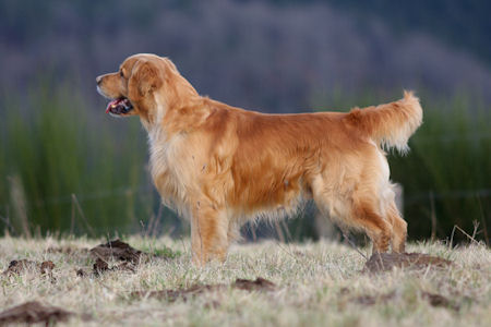 Golden Retriever nouvelle portée Golden-retriever-17