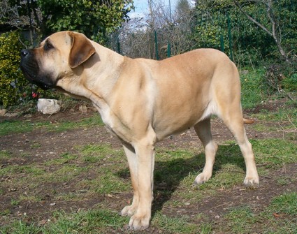 Mastiff Mastiff