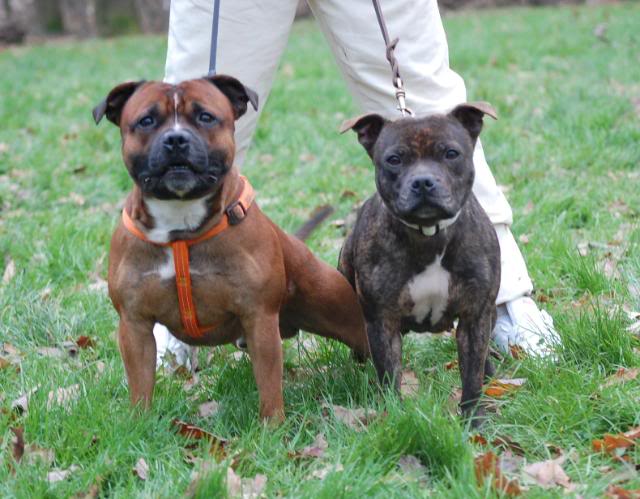 Les staffies sont de retour!!!! Staffie-67