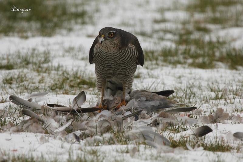 Vogels voeren en beloeren - Pagina 17 4418070