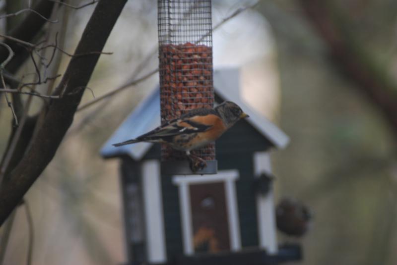 Vogels voeren en beloeren - Pagina 17 5875060