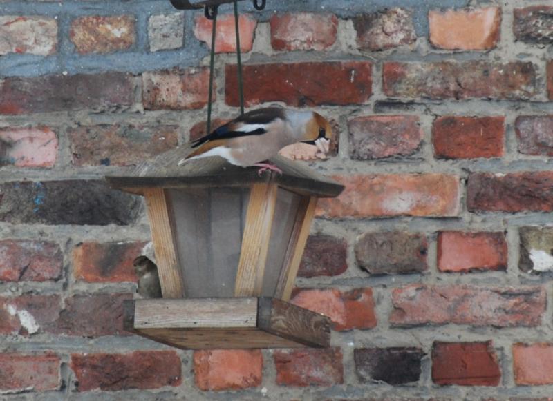 Vogels voeren en beloeren - Pagina 14 4336612