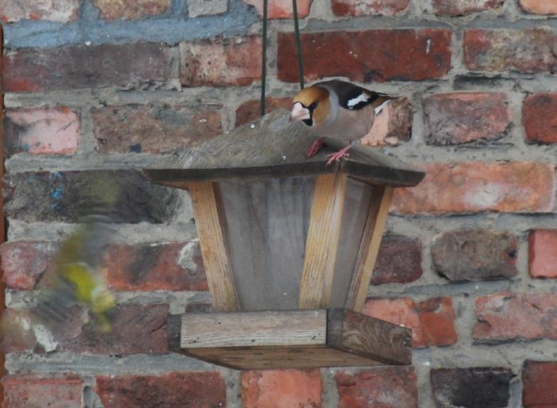 Vogels voeren en beloeren - Pagina 14 4336614