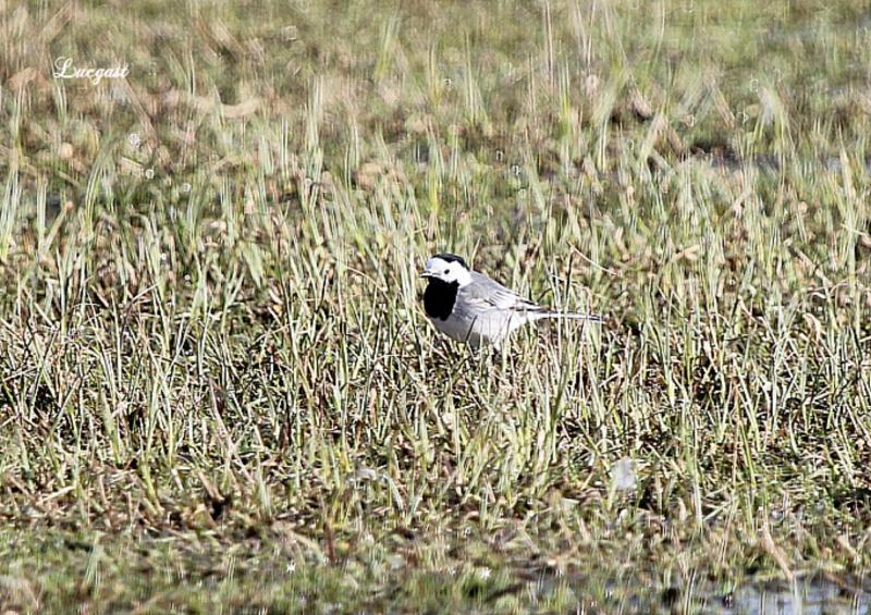 Leuke vogelwaarnemingen - Pagina 14 4540854