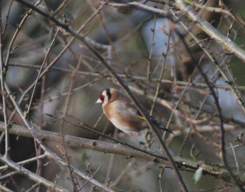 Vogels voeren en beloeren - Pagina 14 4349366