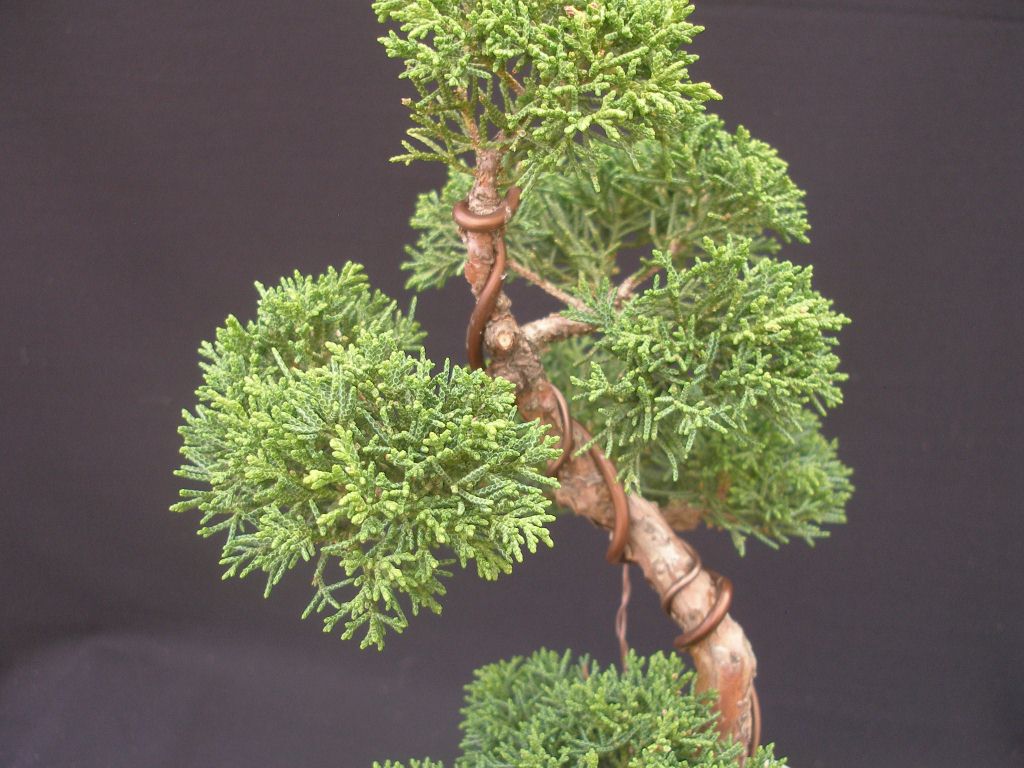 Juniperus chinensis_Wacholder 73 10