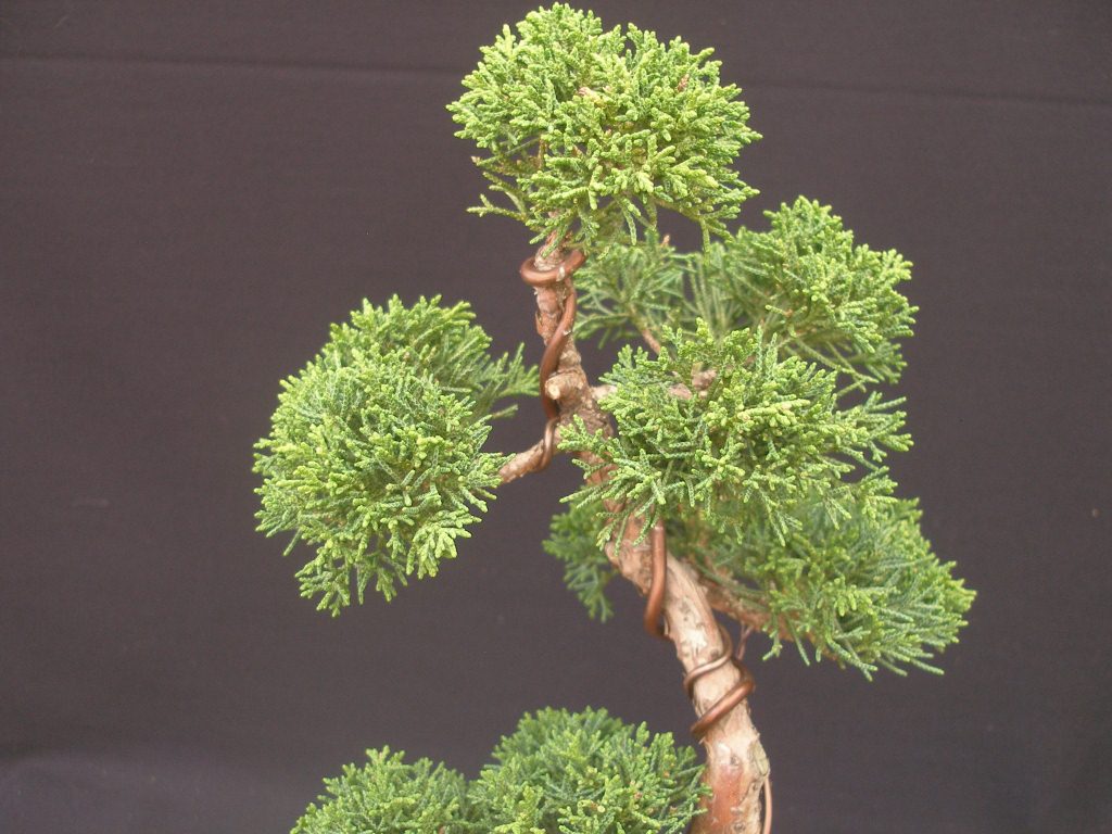 Juniperus chinensis_Wacholder 73 11