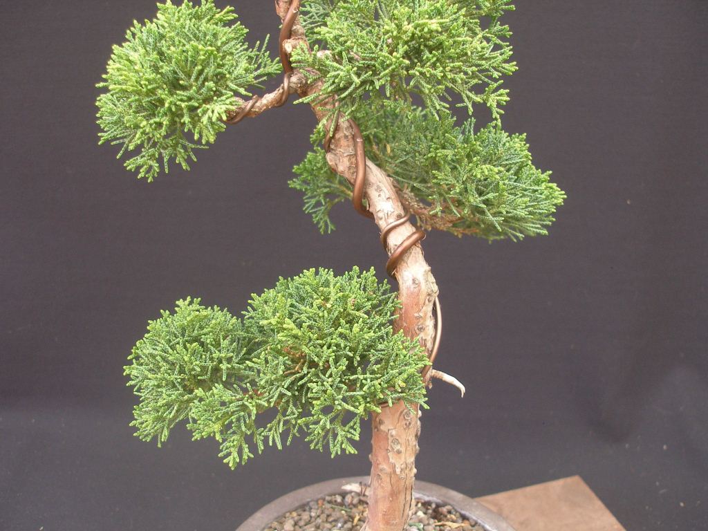 Juniperus chinensis_Wacholder 73 12