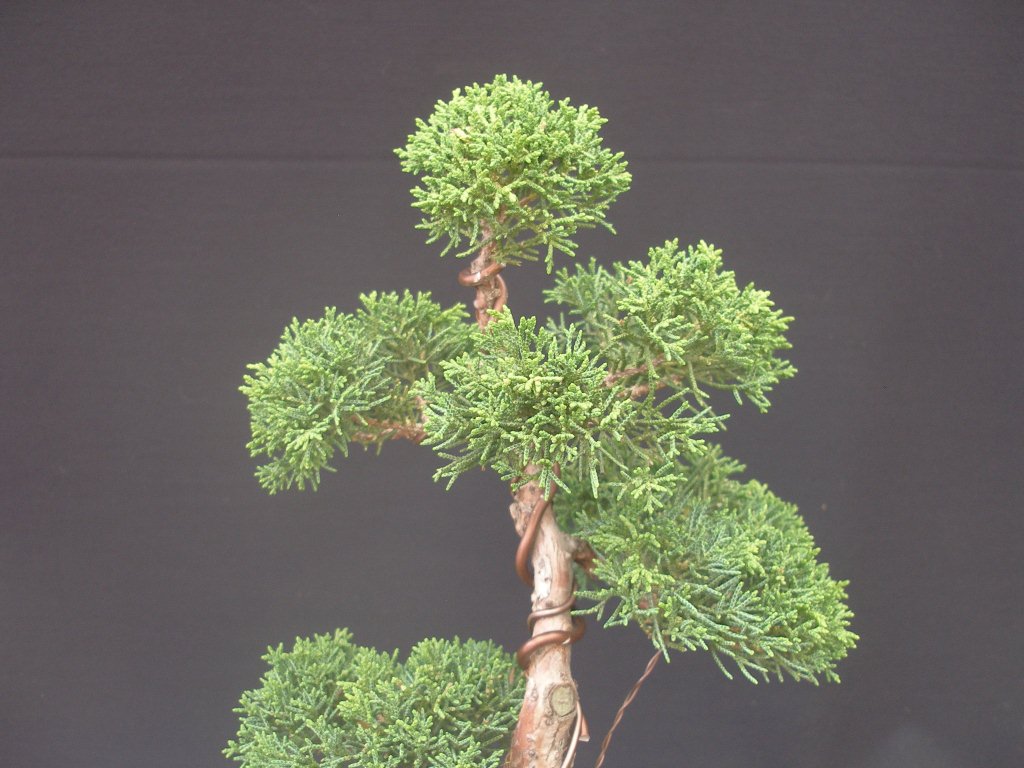 Juniperus chinensis_Wacholder 73 13