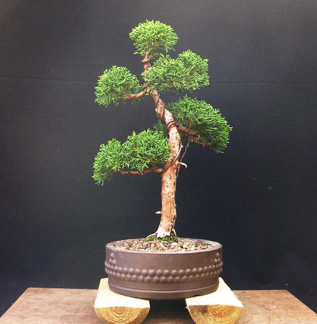 Juniperus chinensis_Wacholder 73 14