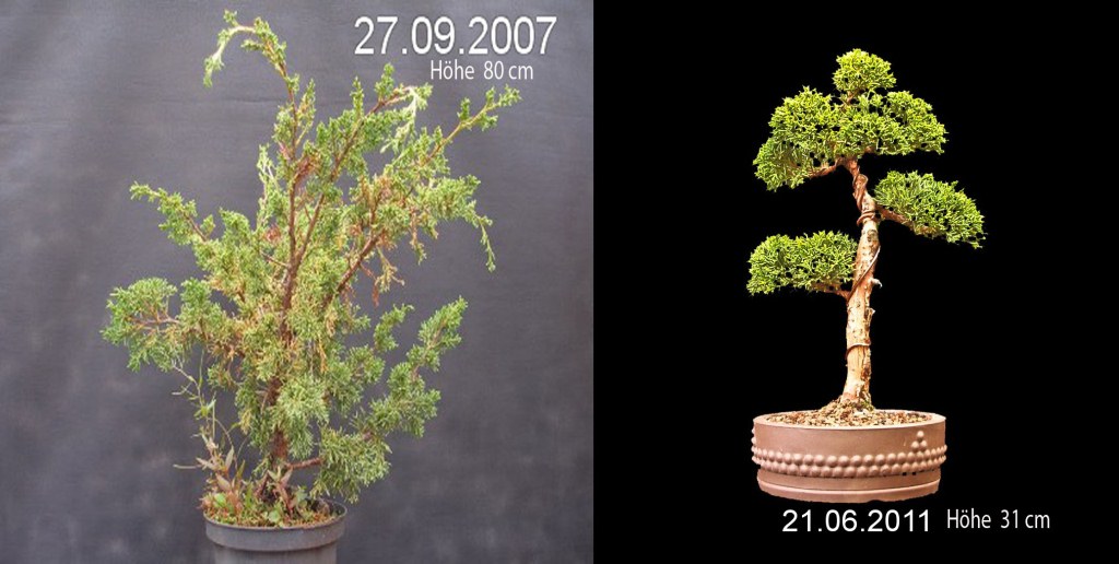 Juniperus chinensis_Wacholder 73 4