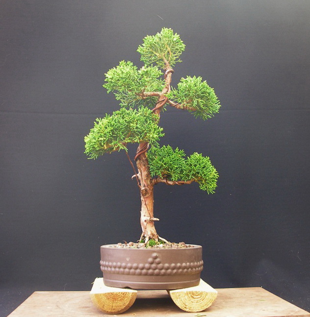 Juniperus chinensis_Wacholder 73 6