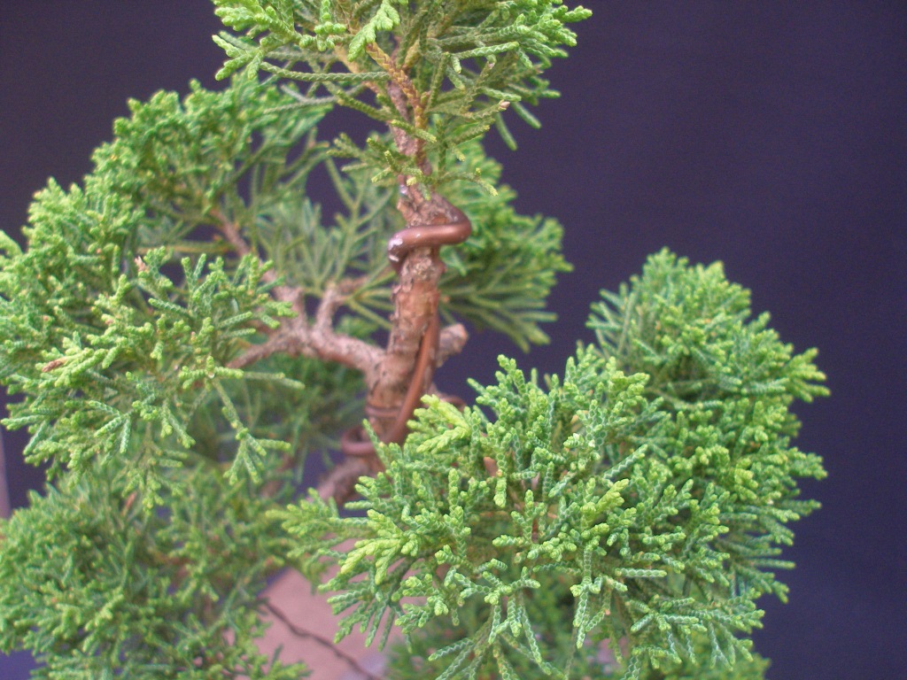 Juniperus chinensis_Wacholder 73 8