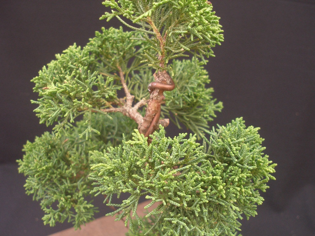 Juniperus chinensis_Wacholder 73 9