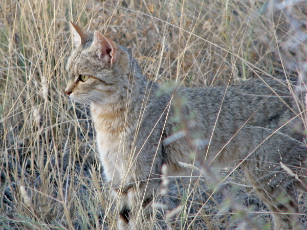 Allgemeines- Kapietel 1 - Geschichte der  Katzen  7d11192c54b5a65e3c386f85d911c554_Etosha_2_395_2_14_1