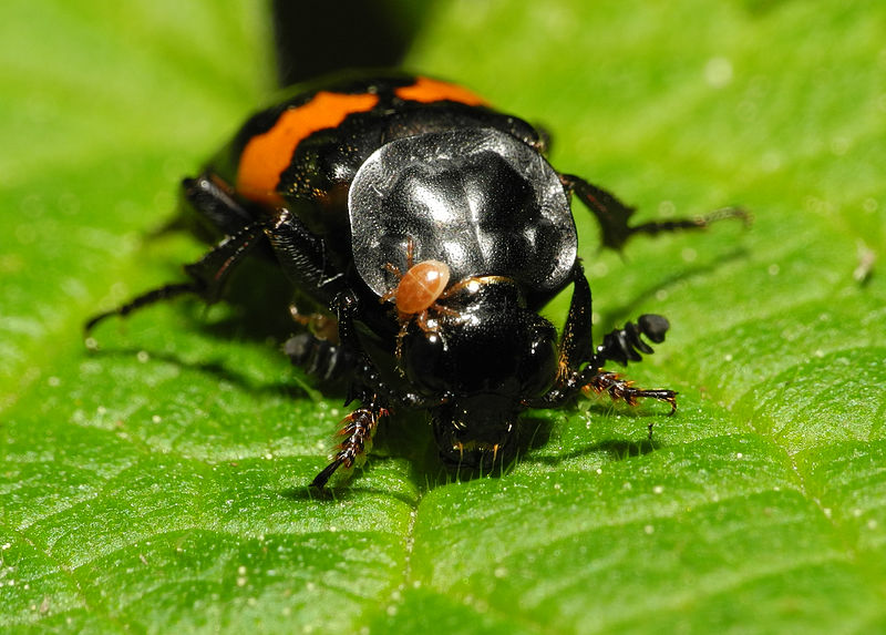 La technique de ce scarabé femelle 800px-2013-06-04_16-06-24-Coleoptera