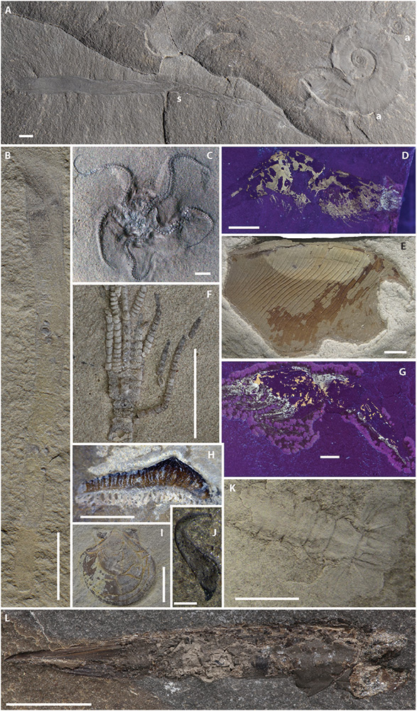 États-Unis : une découverte majeure remet en cause les fondements de la paléontologie ! Scienceadv_figure_3