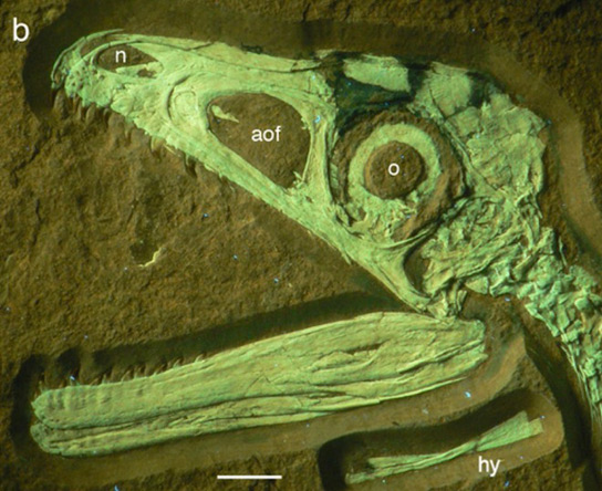 Dinosaurs Jurassic Bushy-Tailed Fossilized Theropod Could Mean that Most Dinosaurs Had Feathers S-albersdoerferi-head