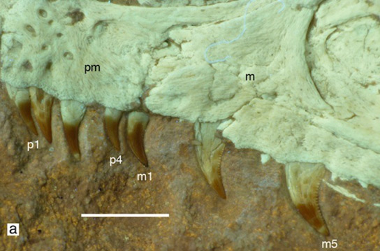 Dinosaurs Jurassic Bushy-Tailed Fossilized Theropod Could Mean that Most Dinosaurs Had Feathers S-albersdoerferi-teeth