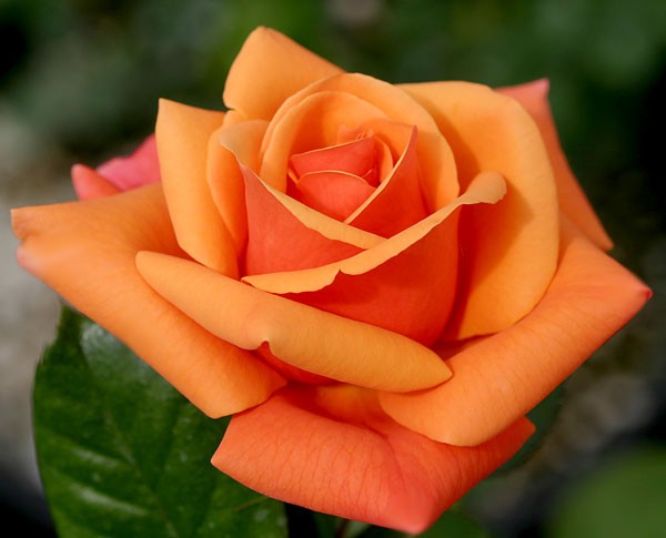 Trandafir portocaliu 110886-5
